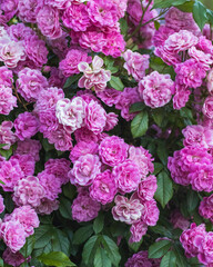 pink hydrangea flowers