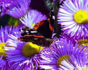 butterfly on flower