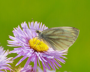 butterfly on flower