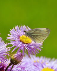butterfly on pink flower