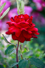 red rose flower