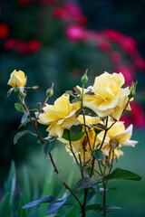 yellow rose bush