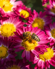 bee on a flower