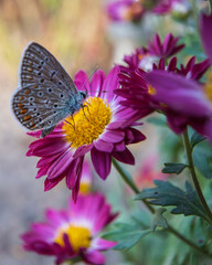 butterfly on flower