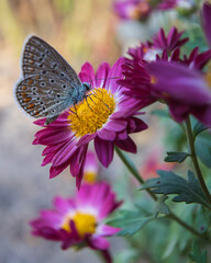 butterfly on flower