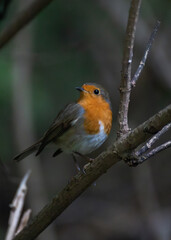 robin red breast