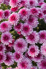 pink chrysanthemum flowers