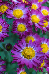 pink and yellow flowers