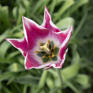 A close up of a single flower. The lily flowering tulip, Tulip Claudia, is set against a natural green out of focus background