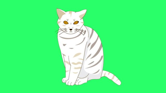 Animation cat on green background.