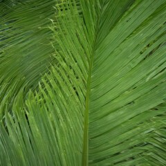 green palm leaf, palm leaf background, palm tree leaf