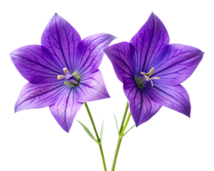 Purple Balloon Flowers Duo