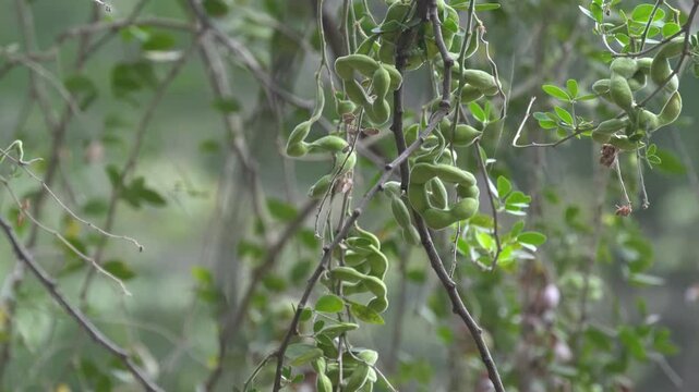 fruits and seed of Pithecellobium dulce, also known as Manila tamarind, Madras thorn, or monkeypod tree