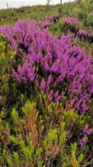 Fototapeta premium Vibrant Purple Heather Flowers Blooming in Nature