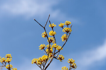 青空に映えるマンサクの花