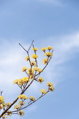 青空に映えるマンサクの花