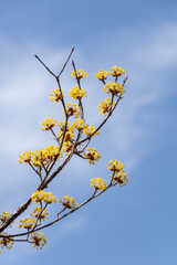 青空に映えるマンサクの花