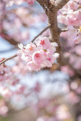 満開の桜の花