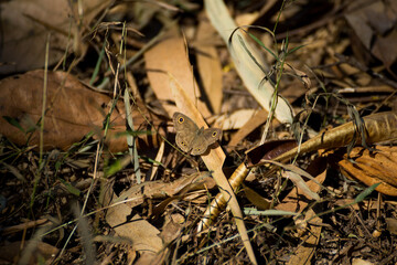 Butterfly camouflage and survival tropical forest wildlife photography natural habitat close-up view nature's beauty