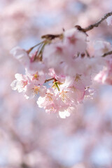 満開の桜の花