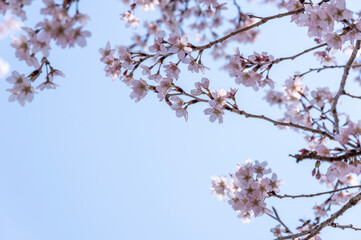 春の青空に映える満開の桜