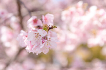 Naklejka premium 満開の桜の花