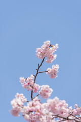 春の青空に映える満開の桜