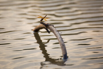 Dragonfly perched on driftwood serene lake nature photography calm waters close-up wildlife observation