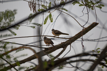 Birds on a branch forest habitat wildlife photography natural environment close-up view avian behavior observation
