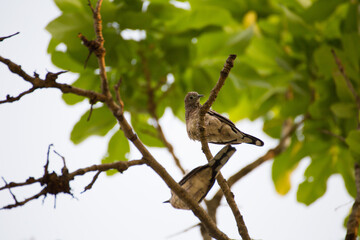 Birds perched among green leaves tropical forest wildlife photography natural habitat eye-level view nature's beauty