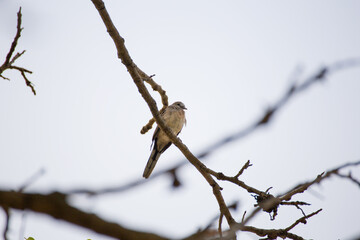 Bird perched on branch outdoor setting wildlife photography natural habitat close-up view serenity of nature