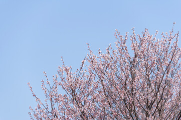 春の青空に映える満開の桜