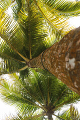 The coconut tree trunk is seen in perspective from below, you can see the detailed surface of the...