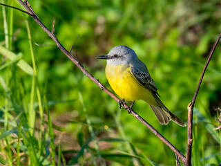 A Tropical Kingbird (Tyrannus melancholicus) perches gracefully on a slender, purple-barked branch amidst a lush green background