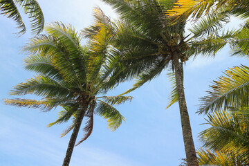 The beautiful shady leaves of coconut trees against the background of a blue sky with white clouds...