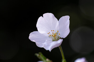 Obraz premium 咲き初めのソメイヨシノ