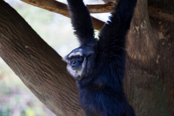 Gibbon swinging gracefully among tree branches in a forest environment animal photography nature scene