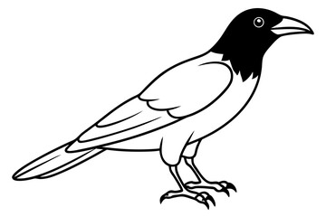 crow on a white background