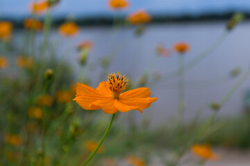 Vibrant orange flower blooming by tranquil riverbank nature photography outdoor scene close-up perspective