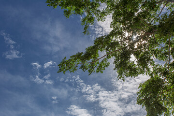 Sunlight filtering through lush green tree canopy outdoor nature scene bright sky tranquil environment upward view