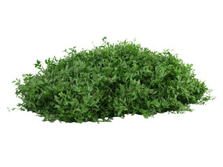 Obraz premium Lush Green Bush isolated on black background High Resolution Image for Landscaping and Gardening Designs