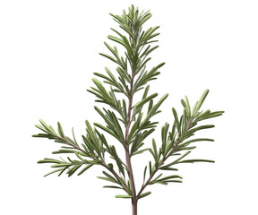 Fototapeta premium Hand-Drawn Rosemary Sprig Illustration, Aromatic Culinary Herb with Needle-like Leaves for Flavoring and Garnishing Dishes, Beverages and for Traditional Medicine