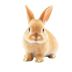 Obraz premium Cute brown rabbit isolated on a white background, detailed photograph