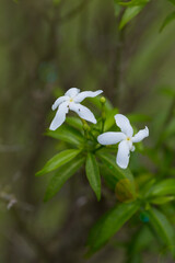 Delicate white flowers blooming amidst lush greenery nature photography outdoor environment close-up perspective