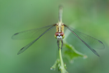 Dragonfly in focus nature photography close-up environment macro view insect behavior study