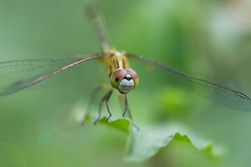 Dragonfly in focus natural habitat macro photography lush greenery close-up perspective nature's wonders for seo