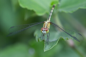 Dragonfly in nature close-up photography lush green environment macro view insect life