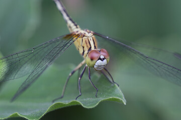 Dragonfly in detail natural habitat macro photography lush environment close-up perspective insect behavior