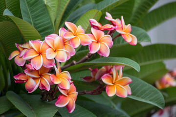 Vibrant plumeria blooms in lush garden nature photography serene environment close-up viewpoint
