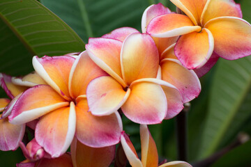 Vibrant plumeria blooms tropical garden floral photography lush environment close-up view nature's beauty